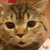 老吴猫！还阔以！BB猫成精时刻