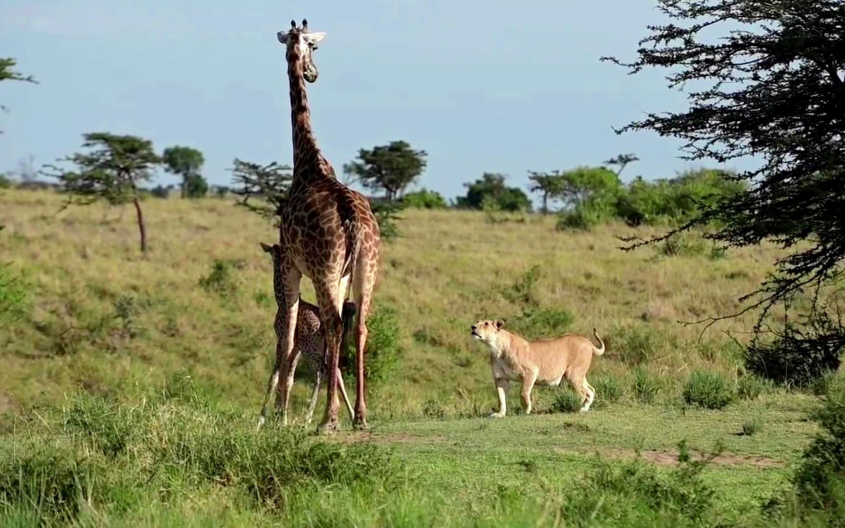 长颈鹿母子落入母狮算计！母长颈鹿为保护幼崽，一脚将其踢下陡坡