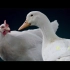 华为沙雕广告：鸡同鸭讲