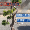 卖精品侧柏的大哥又来摆摊，原生济州真柏，微景松等，意境深远哈