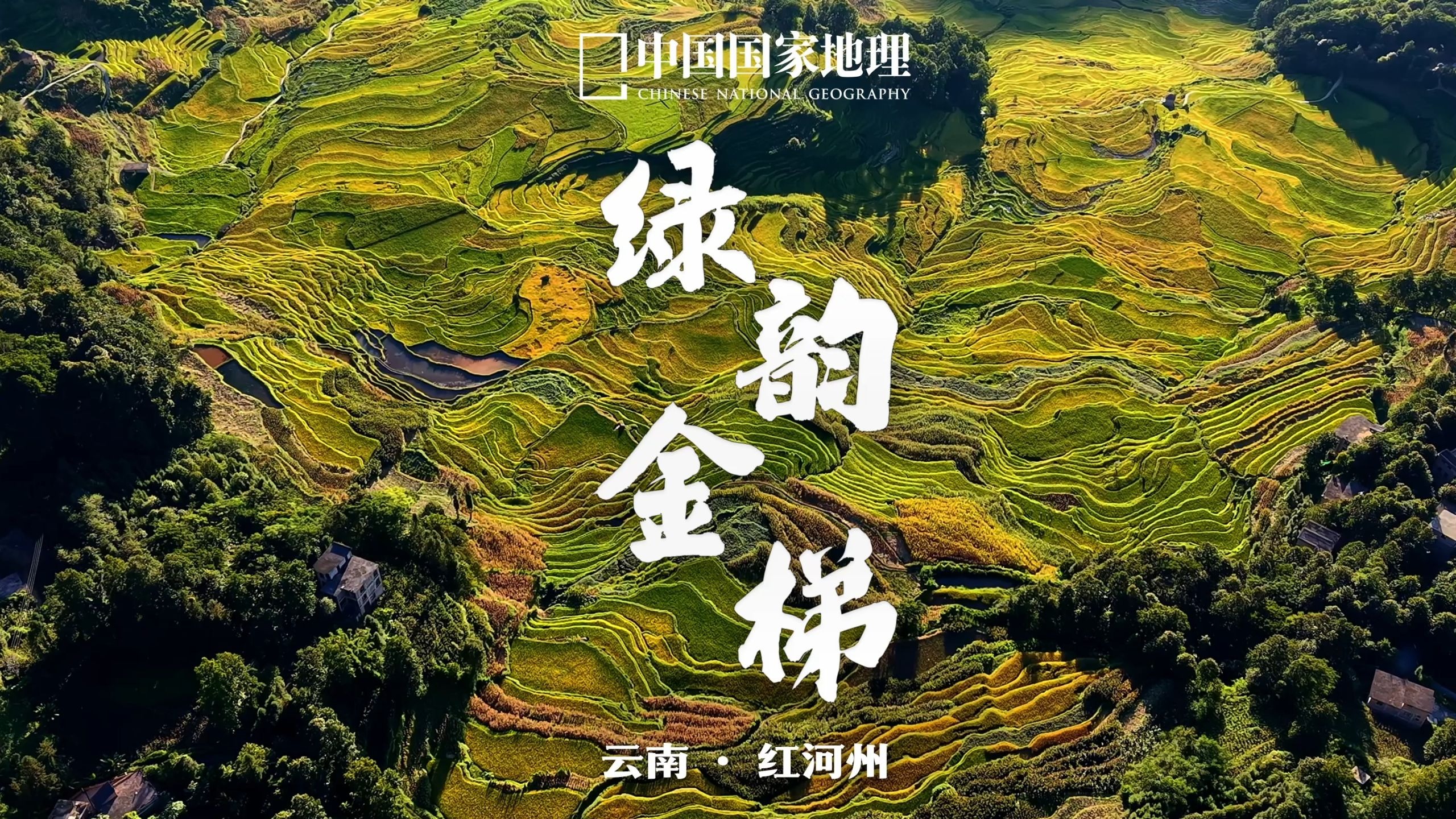 夏末秋初，元阳梯田美成了立体的农耕长卷！