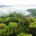 【素材篇】1-3小时4K超清长视频风景素，令人叹为观止的森林景观
