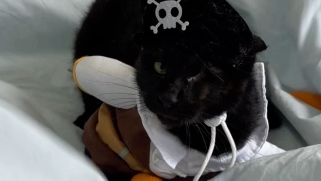 加勒比海盗猫