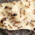 【自然 微距】蚂蚁的群体智能（蜂群思维）