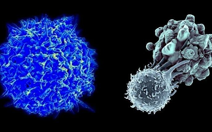 这或许就是癌症疫苗 也许疟原虫可以“以毒攻毒”杀死癌细胞哔哩哔哩bilibili