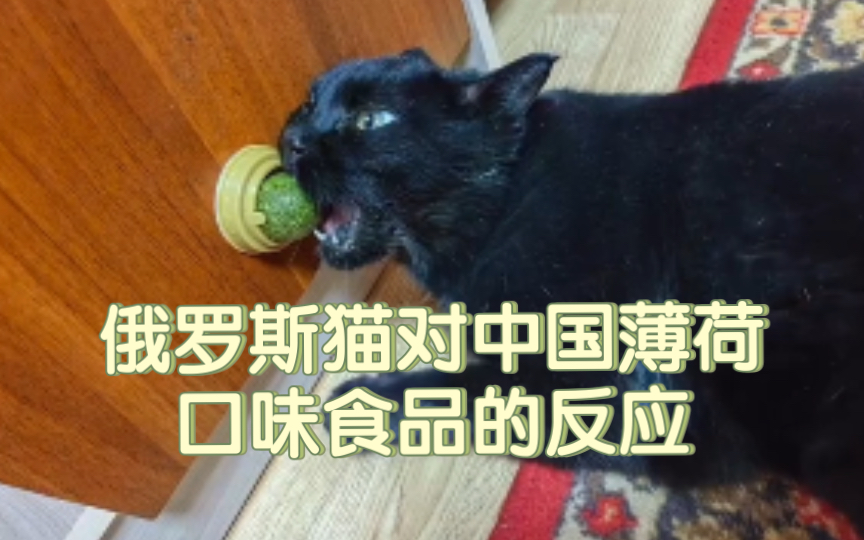 俄罗斯猫对中国薄荷口味食品的反应
