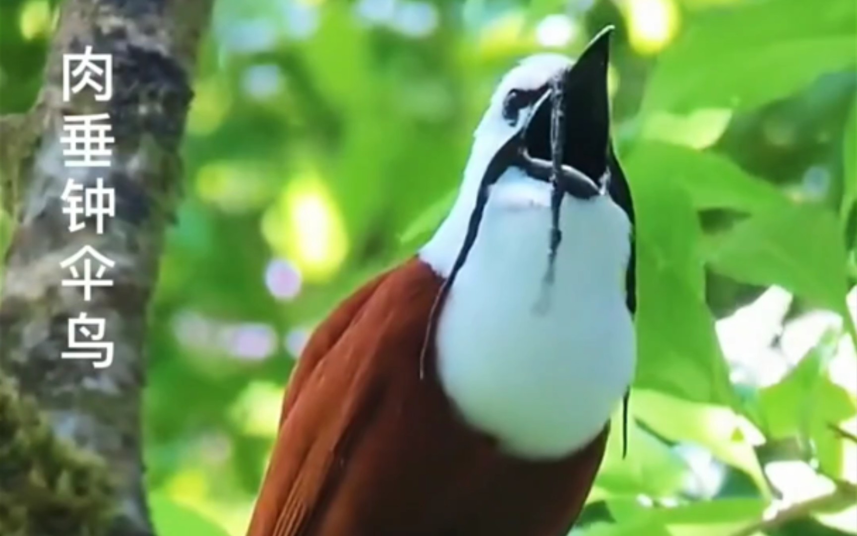 肉垂钟伞鸟：叫声分贝最高的鸟2。