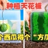 方形西瓜原来是这样种出来的，比想象的简单多了，学会在家就能种