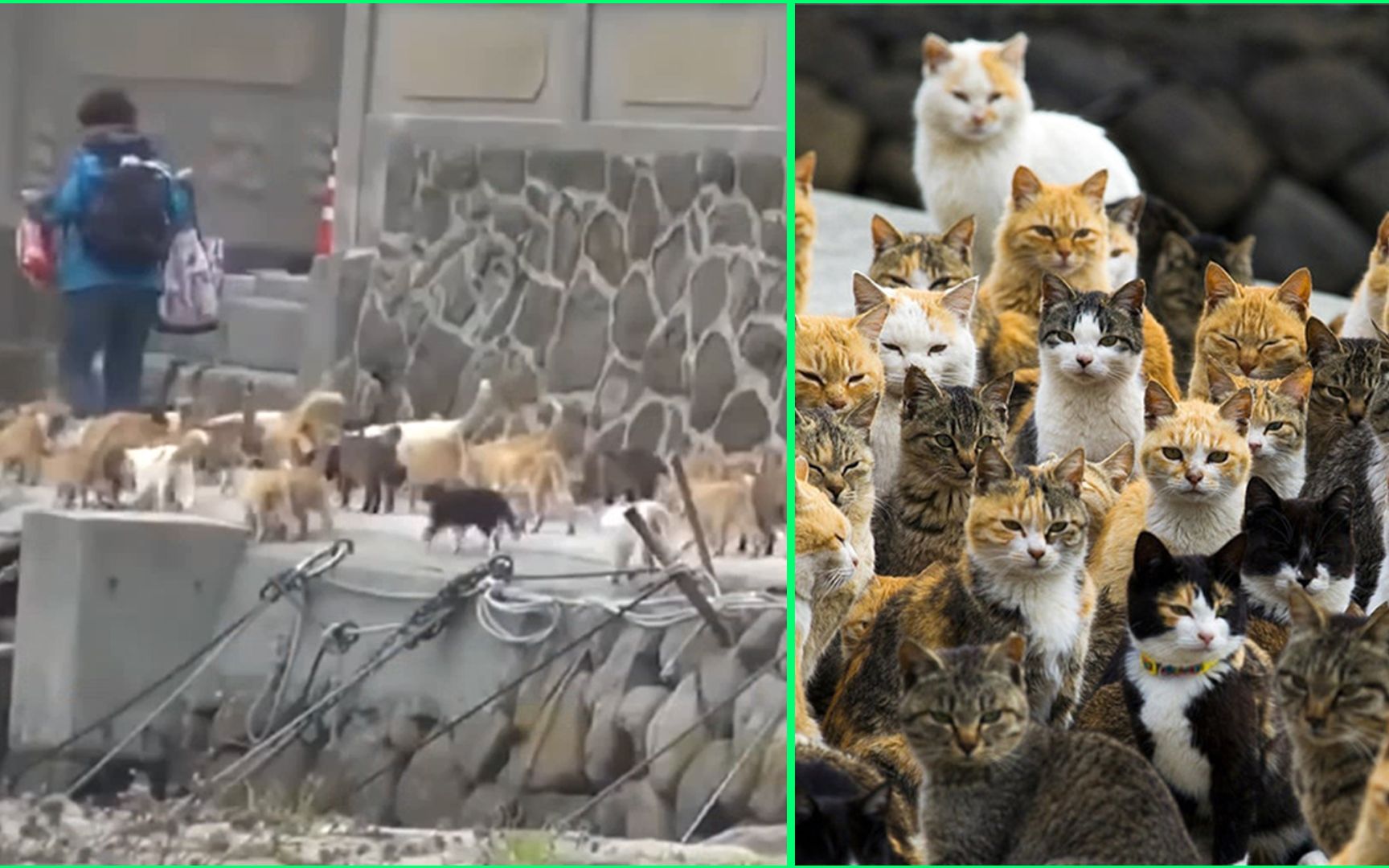 日本“猫岛”百猫列队迎“恩人”， 专家预估该岛十年后成“无人岛”