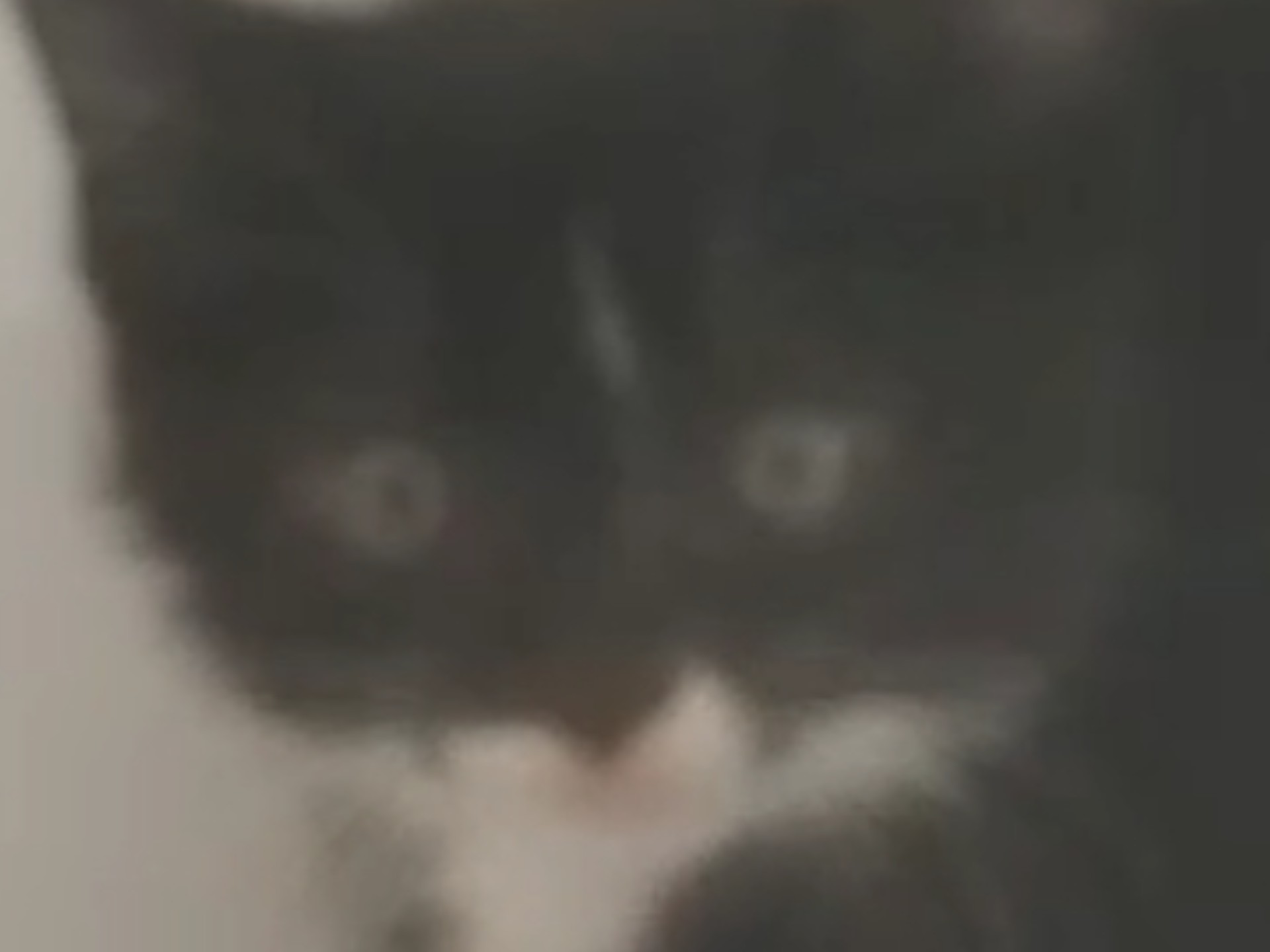 在这个世界上你甚至可以看到一个人和猫互哈