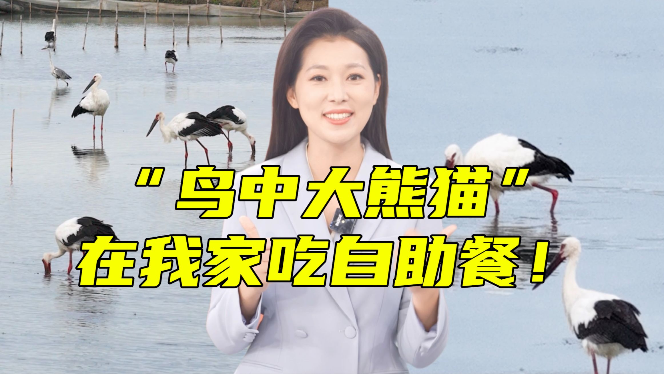 蟹塘每天被“国宝”吃掉上万元螃蟹，蟹老板还好吗？！【主播说三农】
