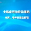 小鼠皮层神经元细胞分离、培养及鉴定教程