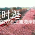 随时逛(6)——雨中的2019三浦海岸樱花节