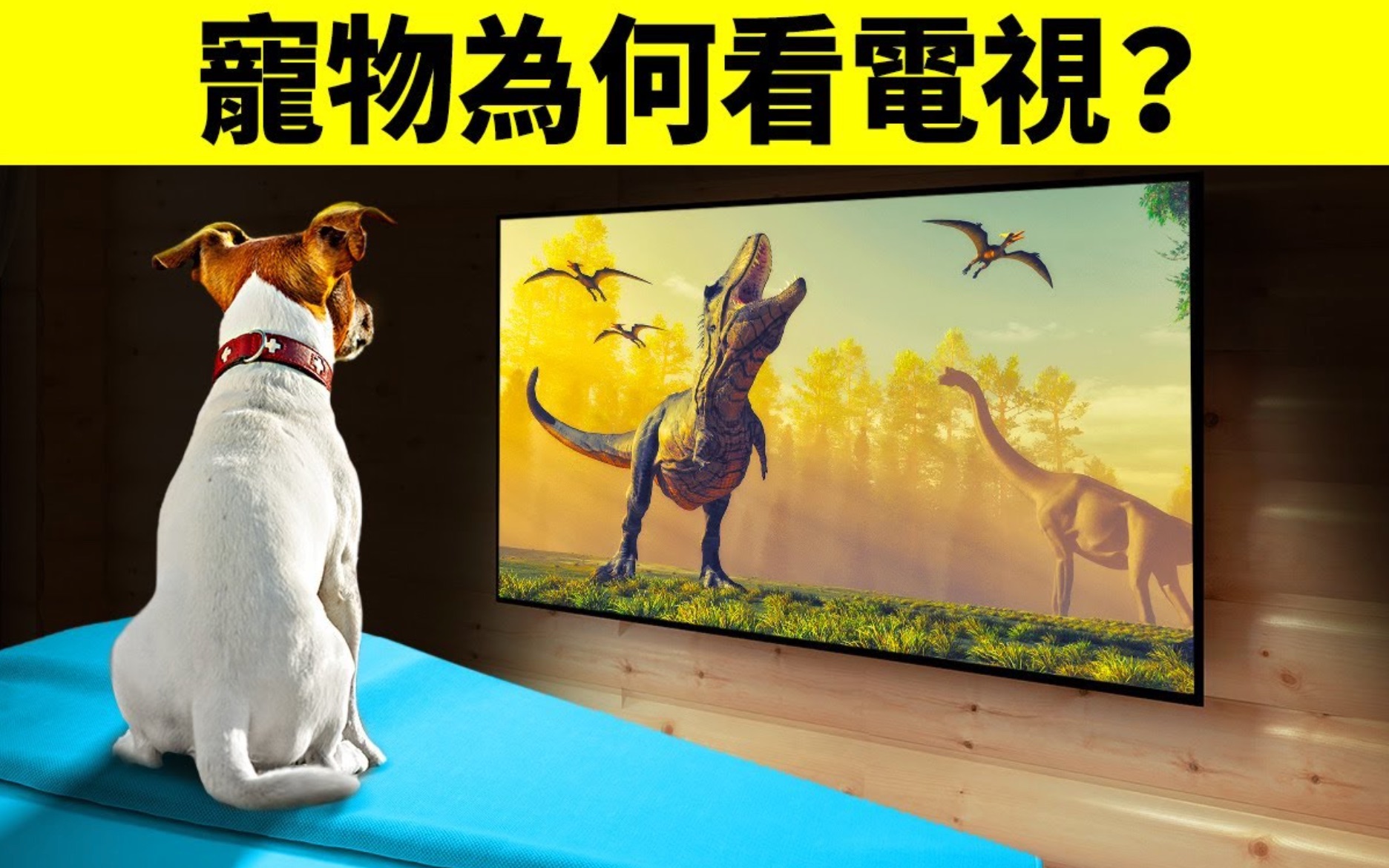 超大宽屏宠物壁纸之小狗写真_动物_太平洋科技