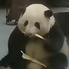 花宝在室内就变得更可爱了！这是为啥呢