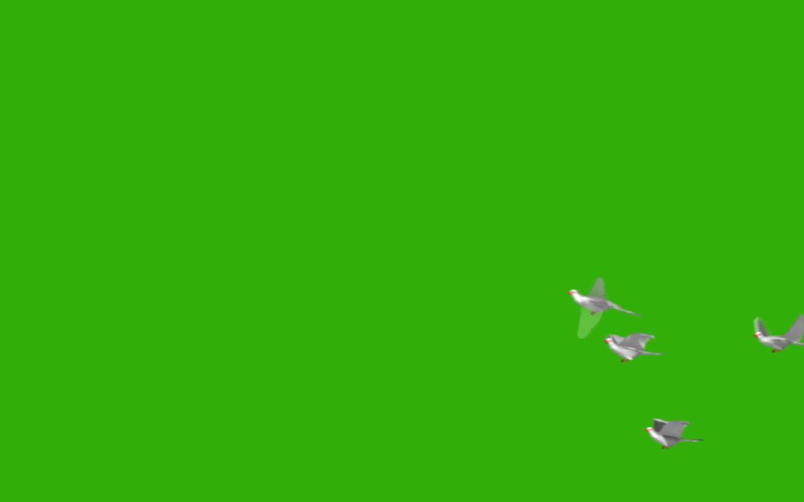 视频素材 ▏k889 4K画质多款鸽子和平鸽飞翔动画特效蓝屏绿屏抠像绿幕背景视频制作后期合成叠加动态视频素材