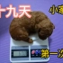 【第十九天】出生20天的小狗狗有多重？