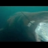 【幕后解析】巨齿鲨
