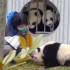 饲养员对熊猫宝宝的吸引力到底有多大？（奶妈篇）
