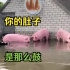 卡霍夫卡水电站下游地区受灾严重  猪猪艰难求生