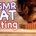 【ASMR Cat Eating】猫咪吃饭的声音小合集