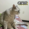 老吴到底是谁?为什么猫都认识他
