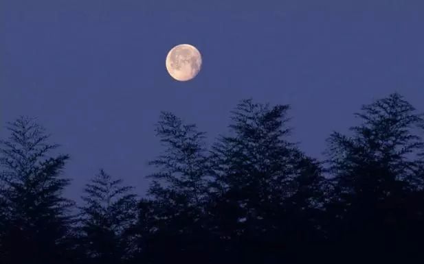 原创琴曲《月下思》孤夜难眠又思亲,对月轻抚诉我心