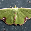 肾纹绿尺蛾 Comibaena procumbaria （yt@kiokuima