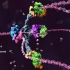 【分子生物学动画】DNA复制 DNA Replication（中英双字幕）