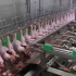 工厂自动化杀鸡过程