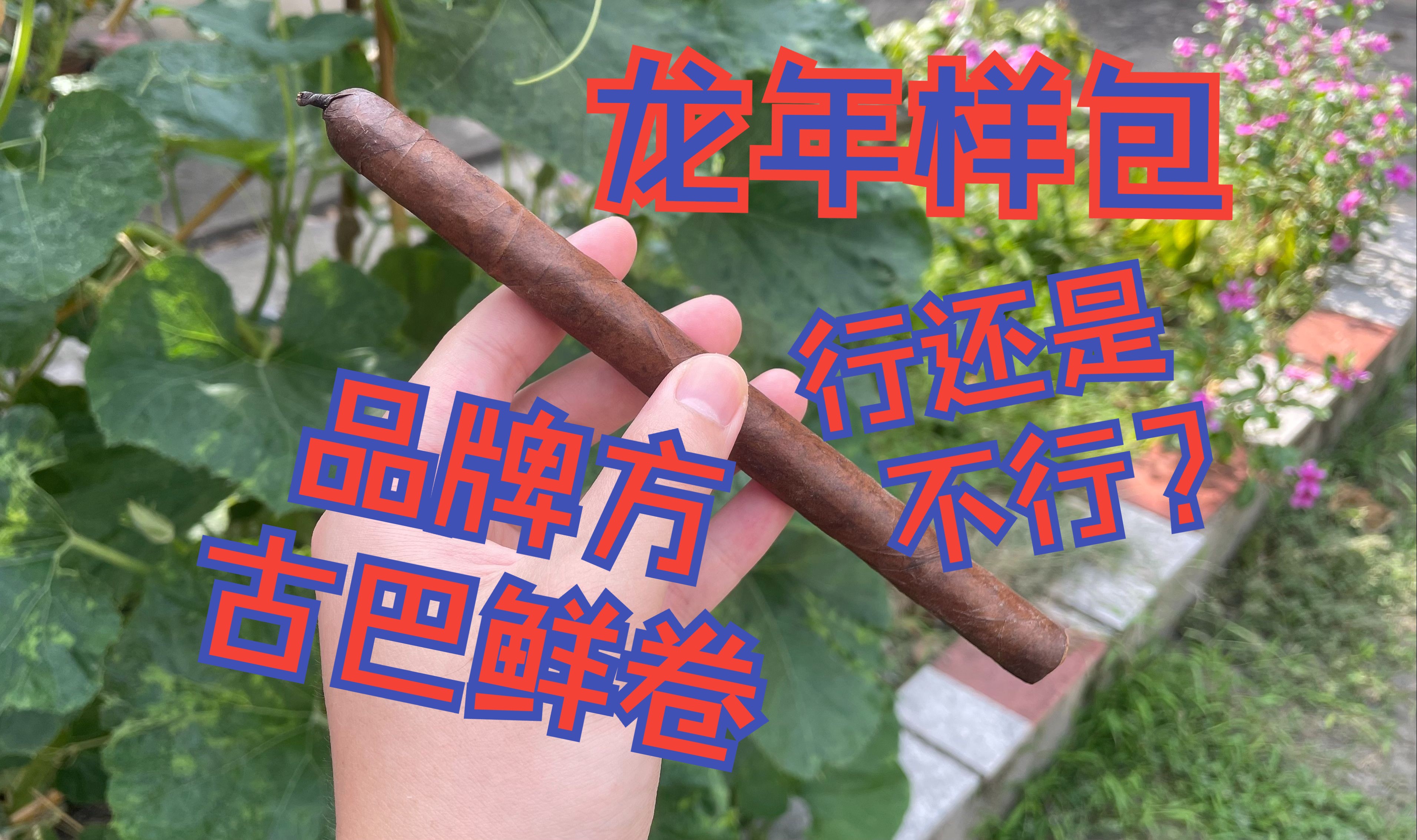 龙年样包之 品牌方鲜卷 行还是不行？