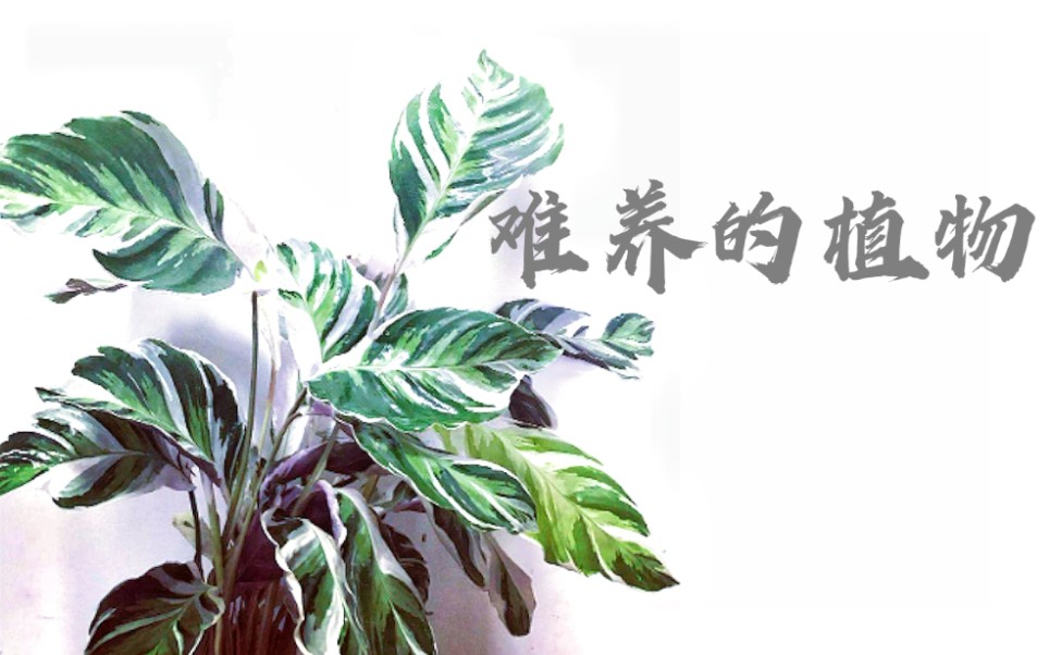 【生活】大型劝退现场，这些植物！白给我也不要！