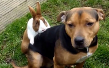 兔日狗!这很啪啪啪，电动小马达太可怕了..下载(AV5367224)-哔哩哔哩唧唧-bilibili视频|弹幕在线下载