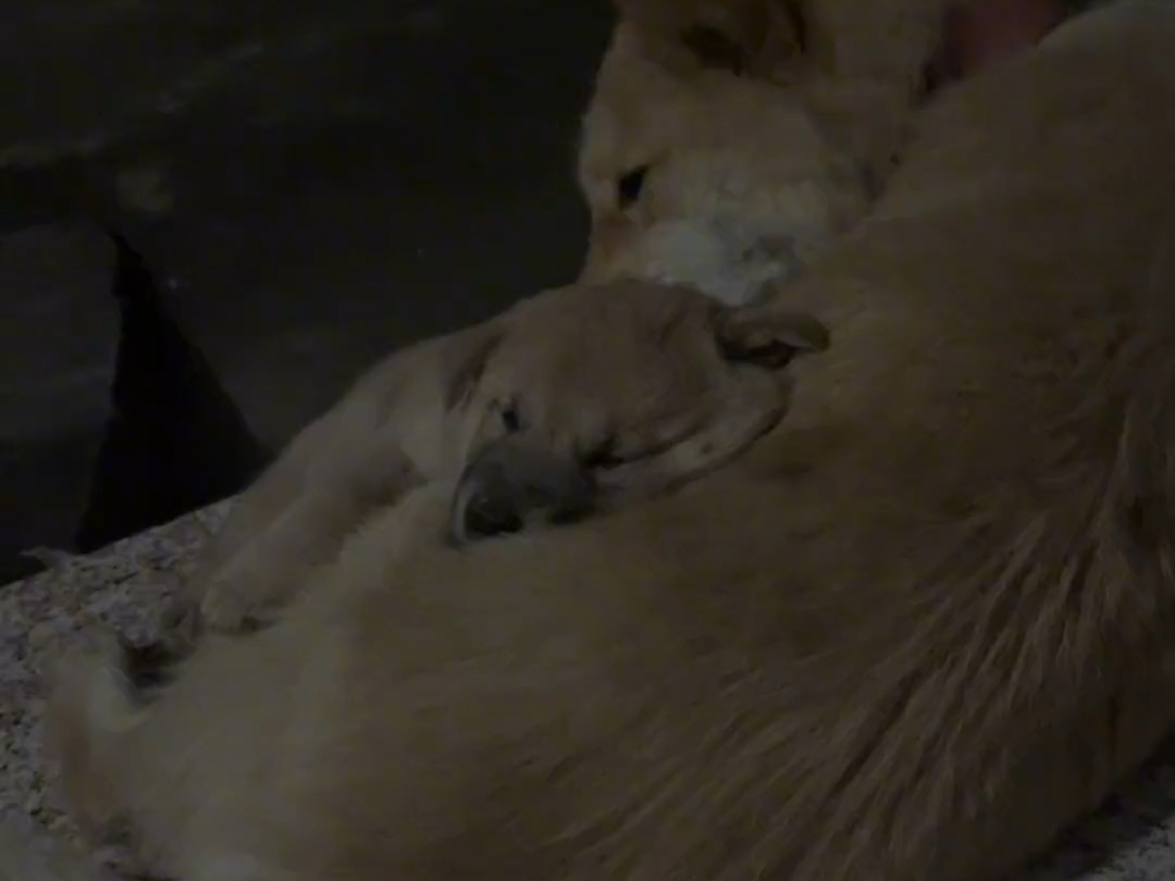 连小狗都知道妈妈的怀抱里是最安心的