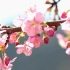 s238 2K画质超唯美粉色樱花盛开春天来到婚礼爱情背景视频素材