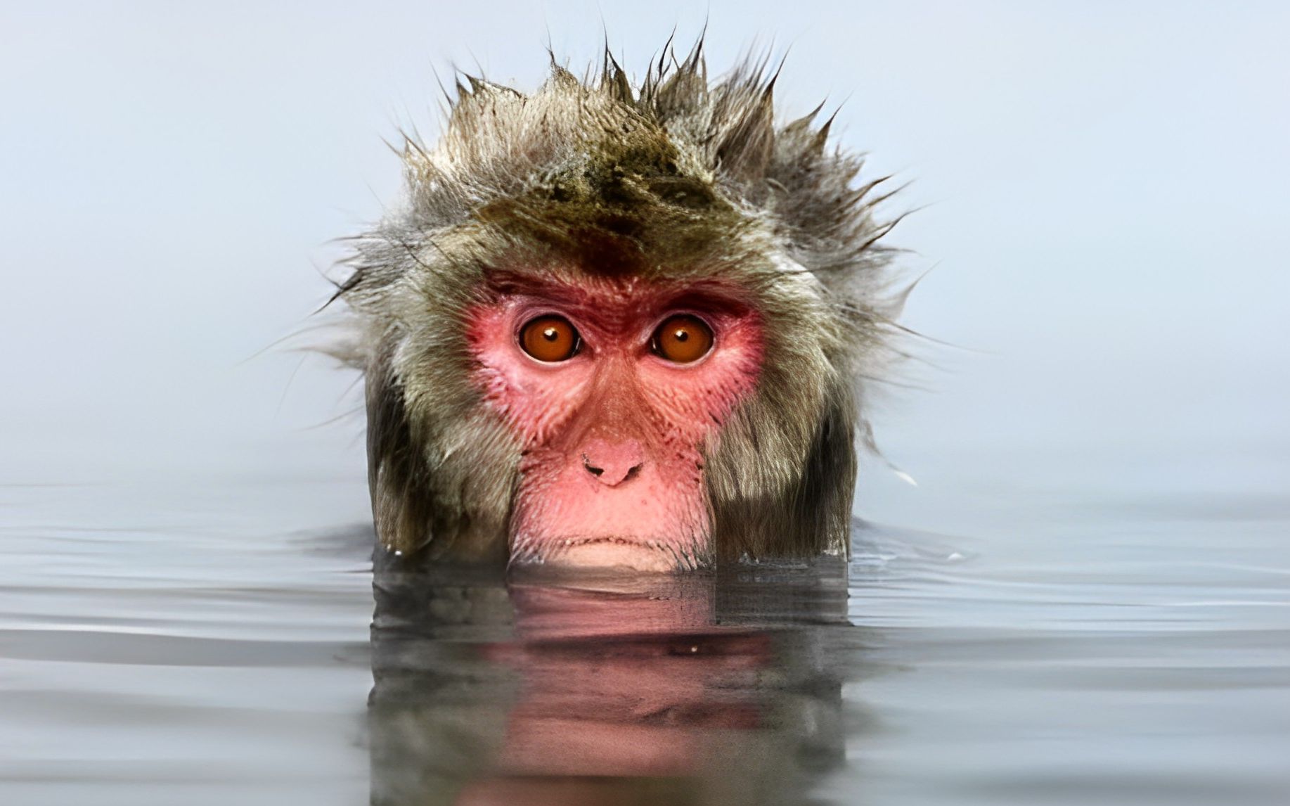 有趣的小猴子：小猴子在金色浴缸里洗澡，和小狗一起吃镀金的西瓜！-小猴子儿童乐园-小猴子儿童乐园-哔哩哔哩视频
