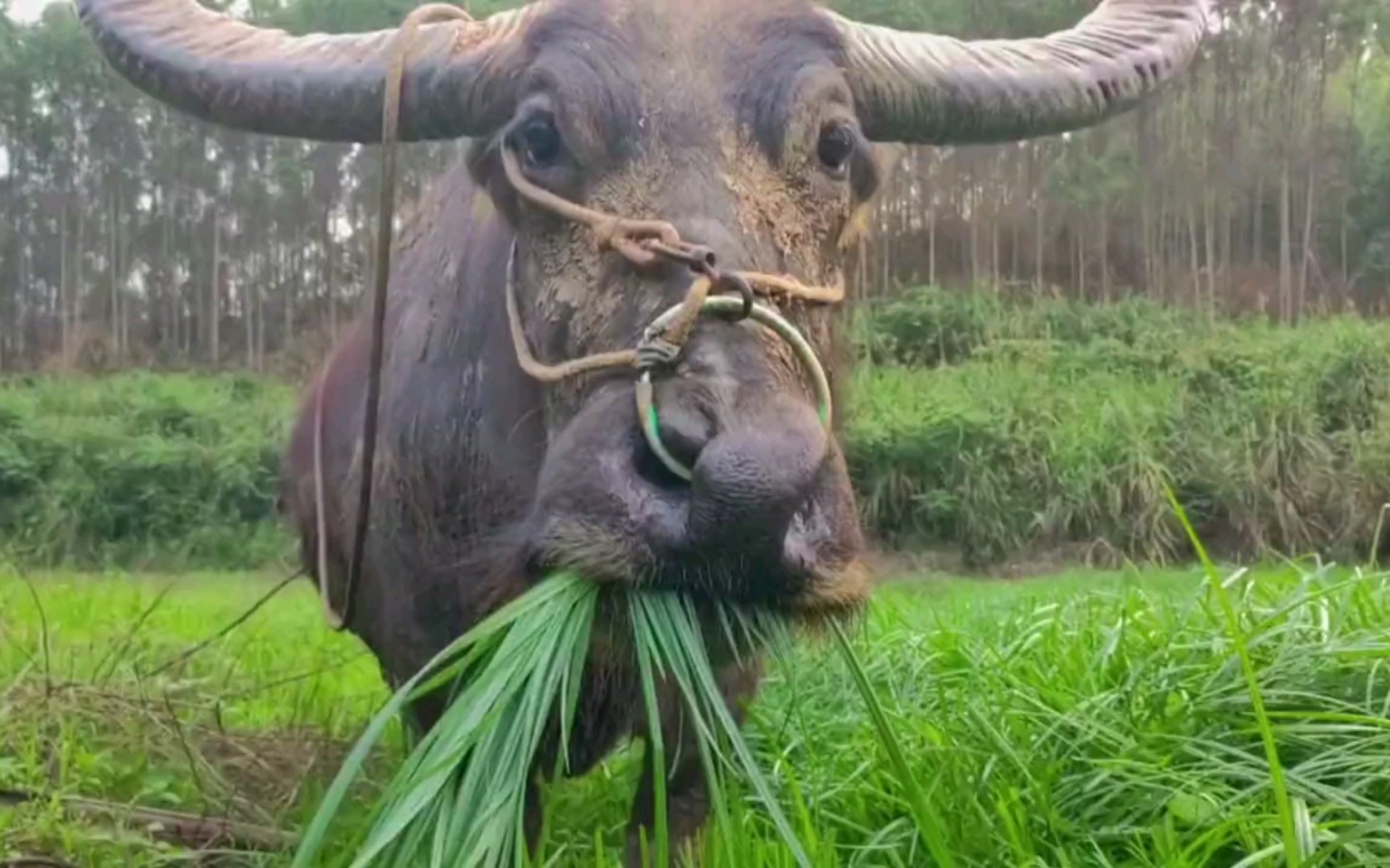水牛吃草的声音真清脆呀