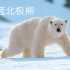 《自然密码》-凶猛北极熊