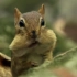 勤劳的松鼠要储备六千只坚果过冬，可它却是个贼 偷邻居松鼠的坚果被发现