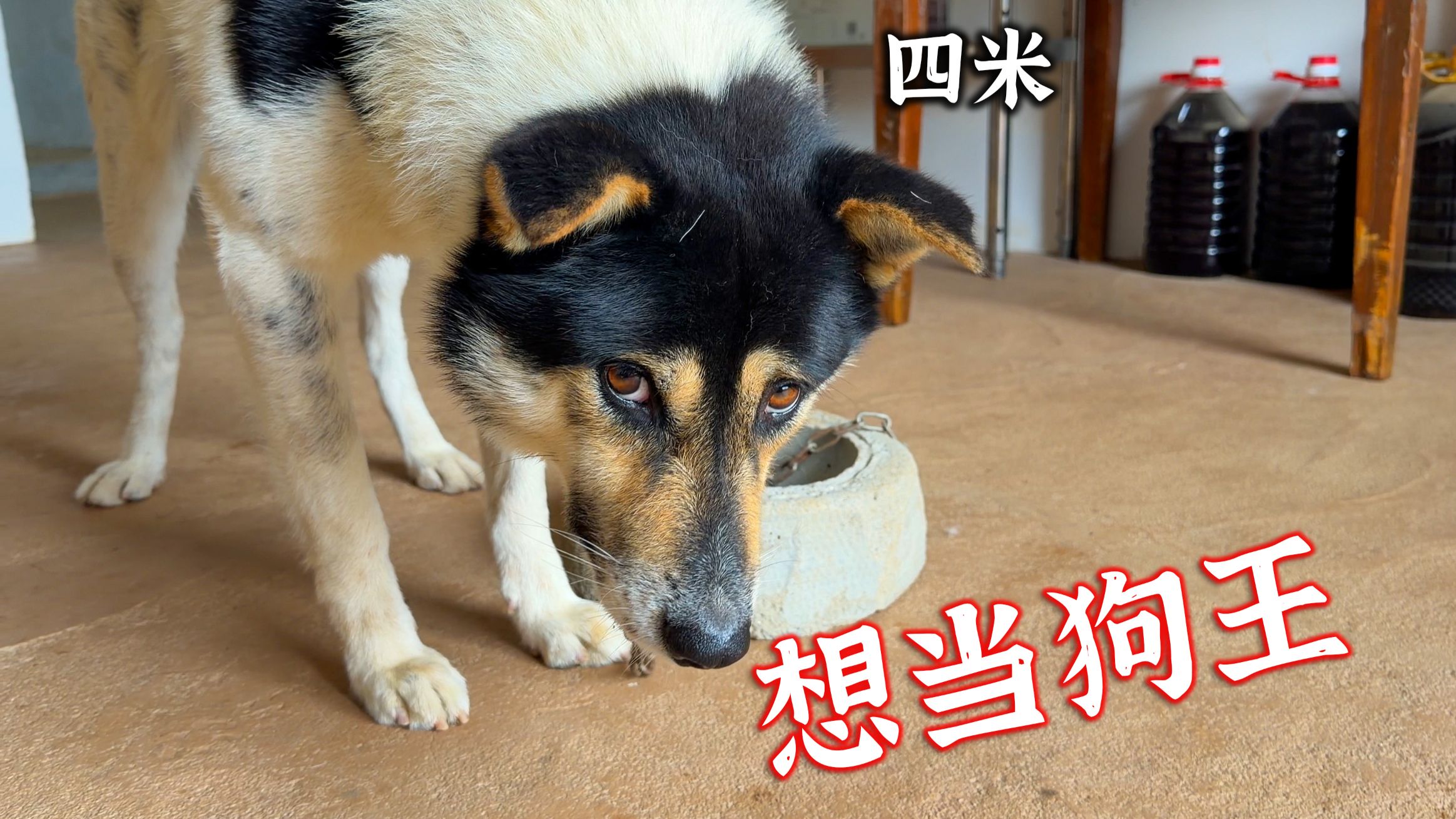 就是想当狗王，和实力无关，我服了你了