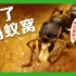 宠物蚂蚁AntsChina | 红足修猛蚁：你礼貌吗！?