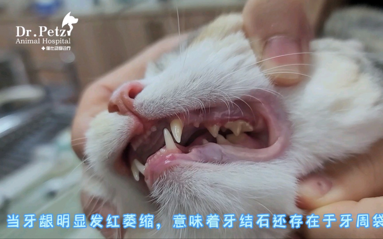 牙结石都抠下来了，为何猫咪还需要麻醉洗牙呢？