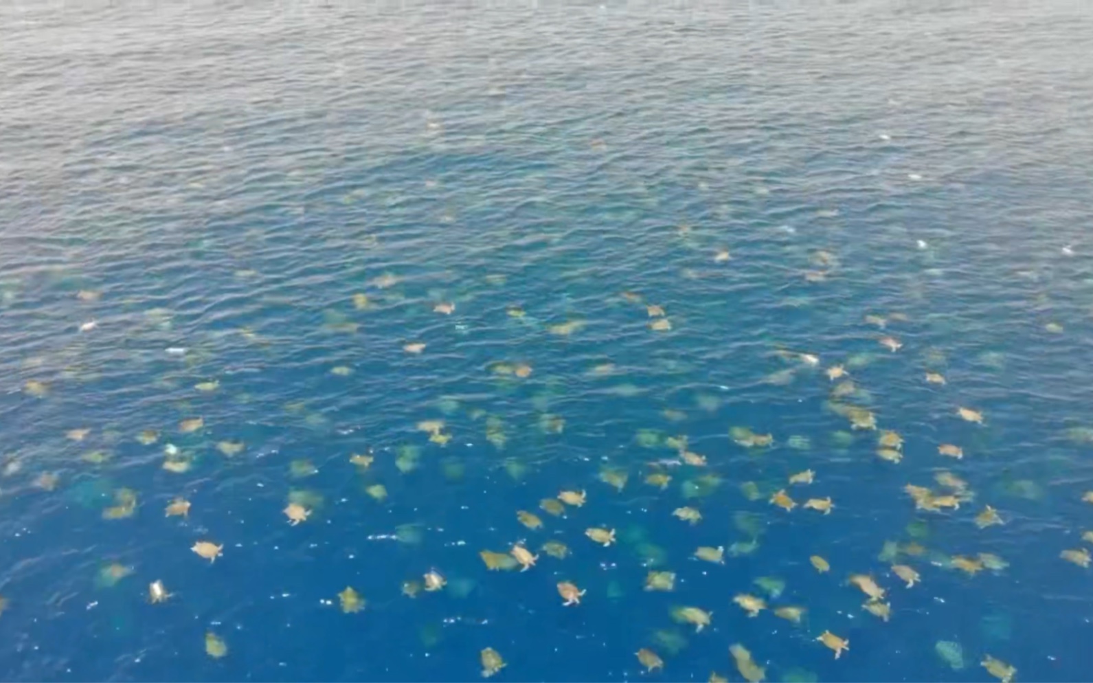海面上密密麻麻的小白点竟是十万只海龟？澳洲雷恩岛何以成为全球最大绿海龟产卵场？