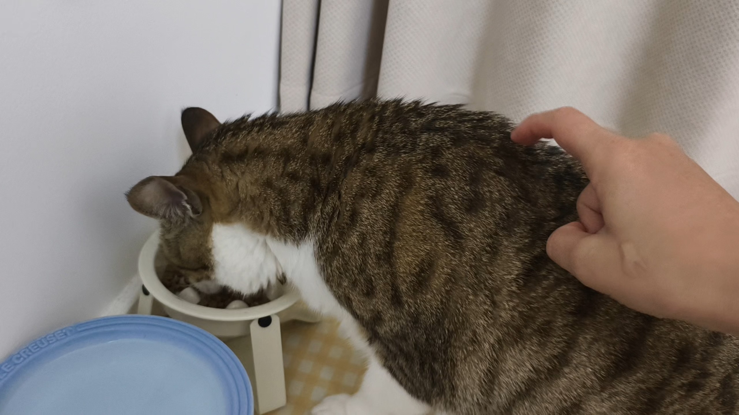 趁小猫咪吃饭把它刺挠得汪汪叫！