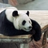 【4分钟完整版】芬兰动物园给大熊猫唱明月几时有
