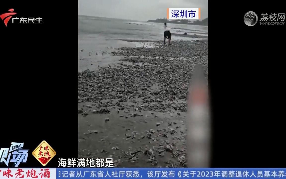 【粤语新闻】台风影响期间深圳汕头海滩现大量海鲜哔哩哔哩bilibili