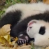 野生大熊猫：妈妈，我长大了。