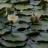 空镜头视频 睡莲植物花朵 素材分享