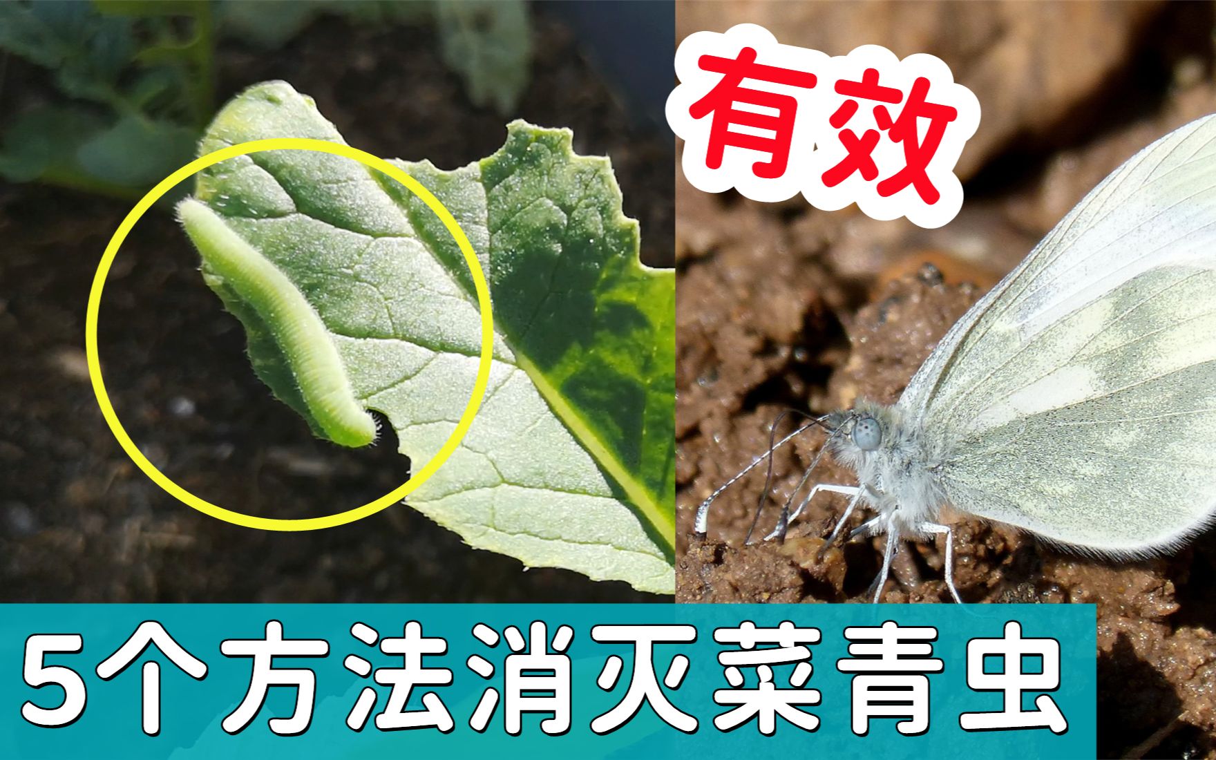 【种菜防虫】5个方法防治菜青虫