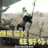 旅俄熊猫的狂野修炼